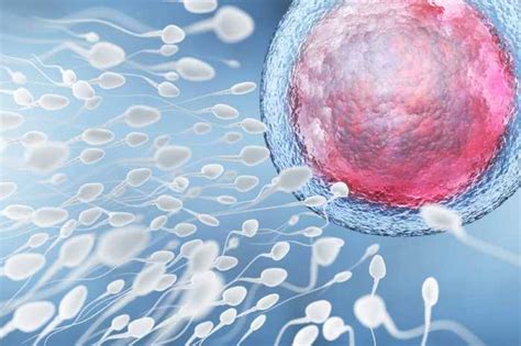 temps spermatozoide feconde ovule|En combien de temps un spermatozoïde atteint